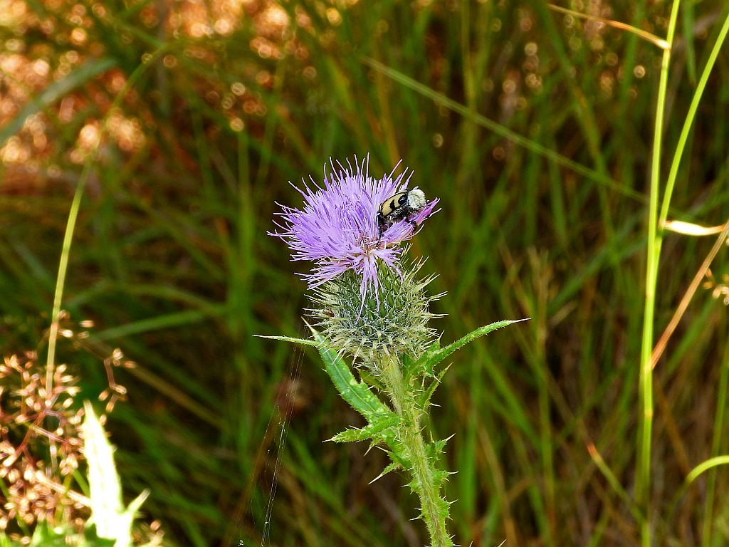 Penseelkever [18471] 24-jul-2022 (Haaksbergerveen, Haaksbergen).JPG - Penseelkever [Trichius zonatus]